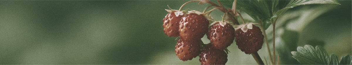 FRUTAL