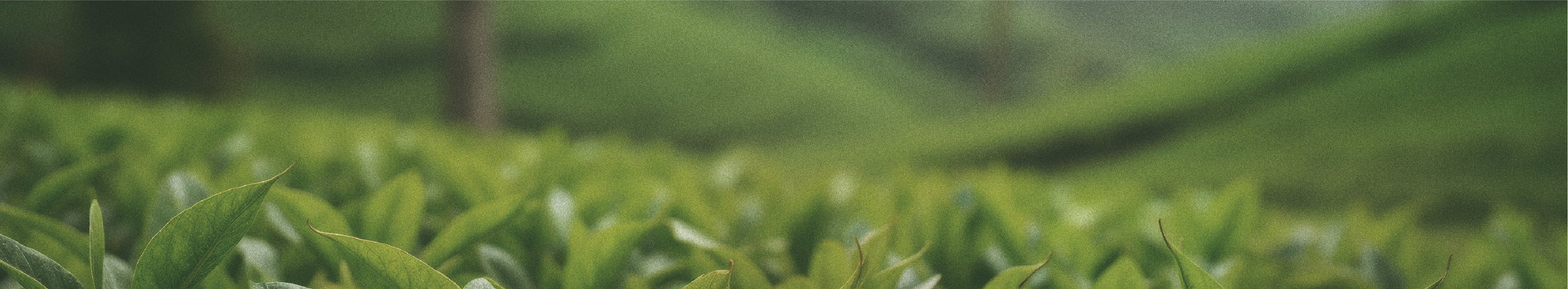 HERBAL